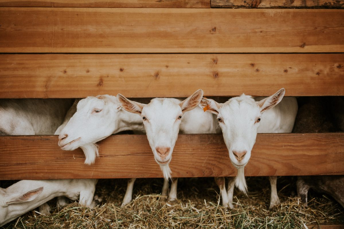 goats header