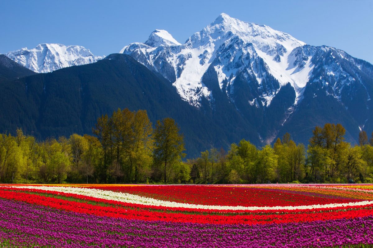 tulip fields with mt Cheam